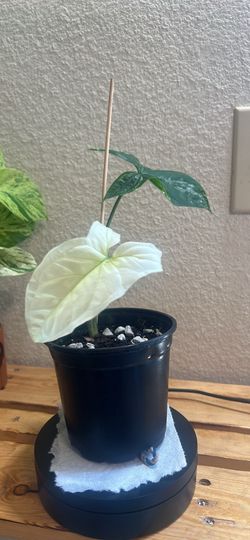 Syngonium albo indoor plants home