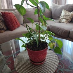 Potted healthy plant