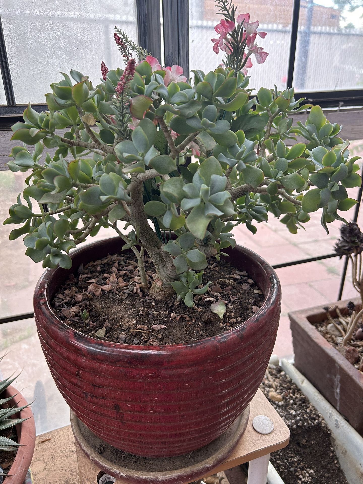 Succulent