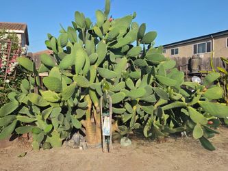Prickly Pear Cactus