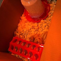 2 Baby Chick's