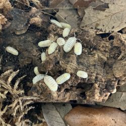 Japanese Magic Potion Isopods
