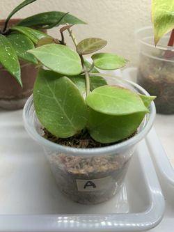 Hoya Sunrise -plants