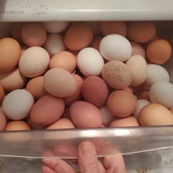 Fresh Eggs 