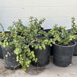 Very Healthy Succulent Elephant Food Bush And Slipper Plant Plants In 1 Gallon Pots Planters