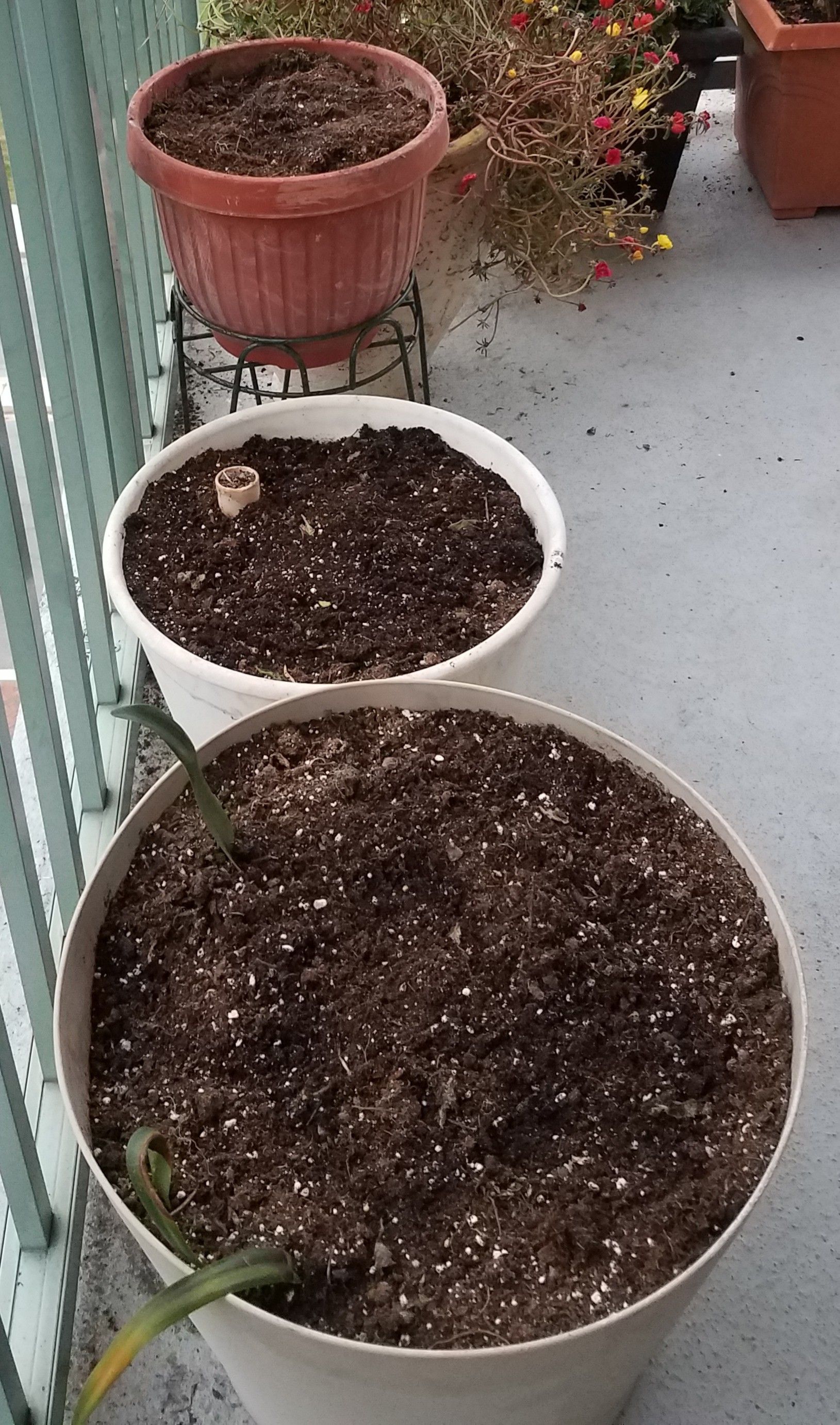 Plastic pots with very rich soil