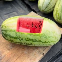 Organic Georgia Rattlesnake Watermelon Seeds