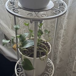 Plant holder