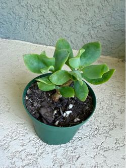 Crassula  Arborescens  plant