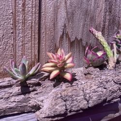 Decorative Array Of Succulents And Cactus On Driftwood 