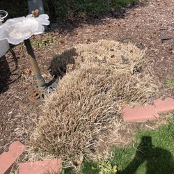 Ornamental  Sea Grass