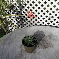 Haworthia - Little Zebra Plant