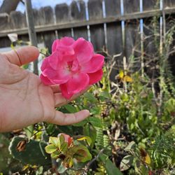 Este Rosal Es De 5 Pues De Altura Mas O Menos.  En Arbolito.pick Up Only 