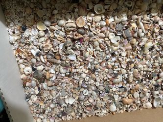 Sea shells lot