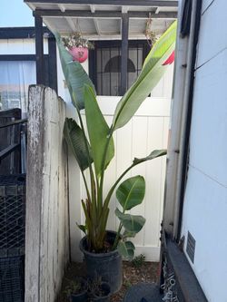 Giant bird of paradise