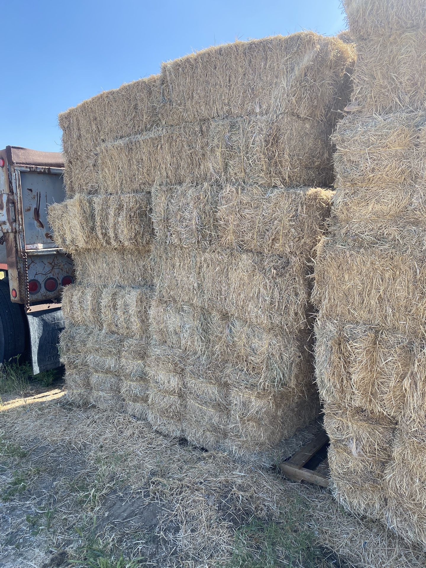 Water Grass  / Bermuda /alfalfa Mix/saturday Sale