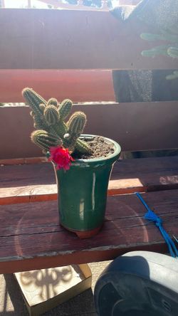Planta de cacto