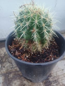 Cactus 