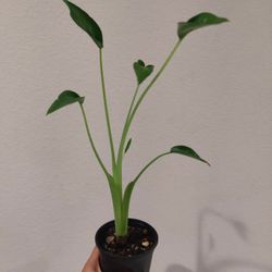 Alocasia Tint Dancers Plant