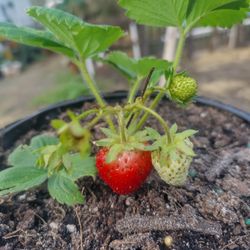 Strawberry Plants 