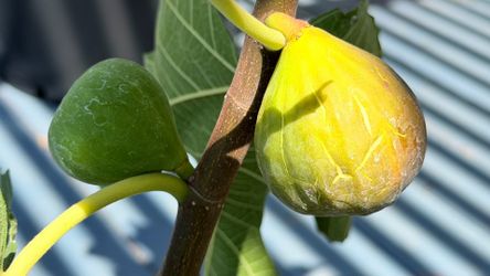 Rare Improved Celeste Fig Tree – 5 Gallon Healthy Established Plant