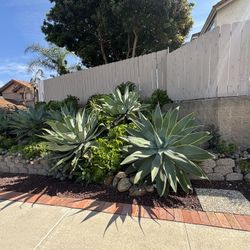 Agave Plant