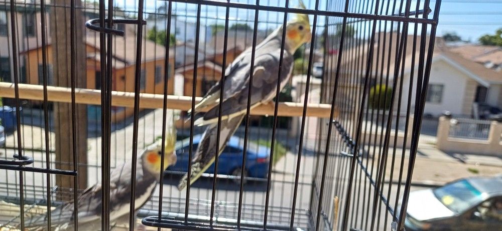 Bird Cage