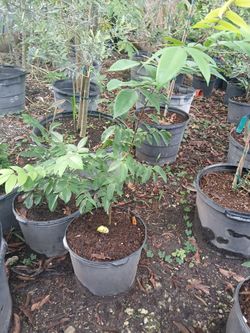 Lychee, longan,mango,mamey fruit trees from $50🥑🍋🍊🥭