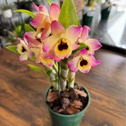 Dendrobium Oriental Smile 'Butterfly' orchid Nobile
