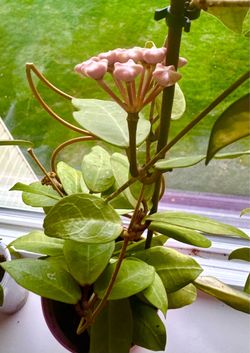 Big Hoya Patricia with pedancles