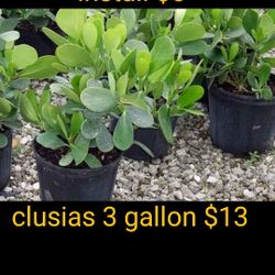 podocarpus / sweet viburnum $9. 3 galon. $5 for install  7g $30