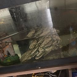 Fish Tank Every Thing Included