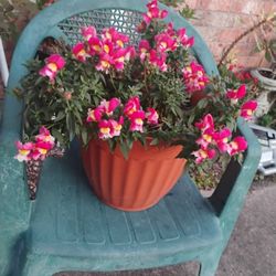 Snapdragon 🪻 Plant 