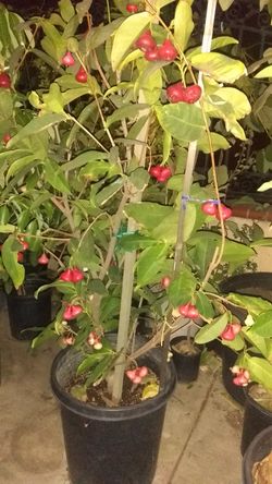 Wax apple