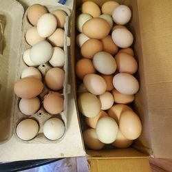 Free Range Eggs. Come Collect