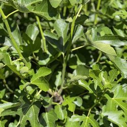 Fig Tree Leaves For Sale 100 Leaves For $5.00