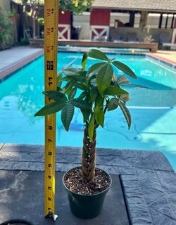Braided money tree 2 for $18