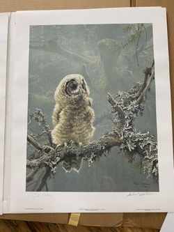 Robert Bateman Spot owl