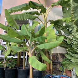 Blue Java “Ice Cream Banana” Trees For Sale  5ft Tall 