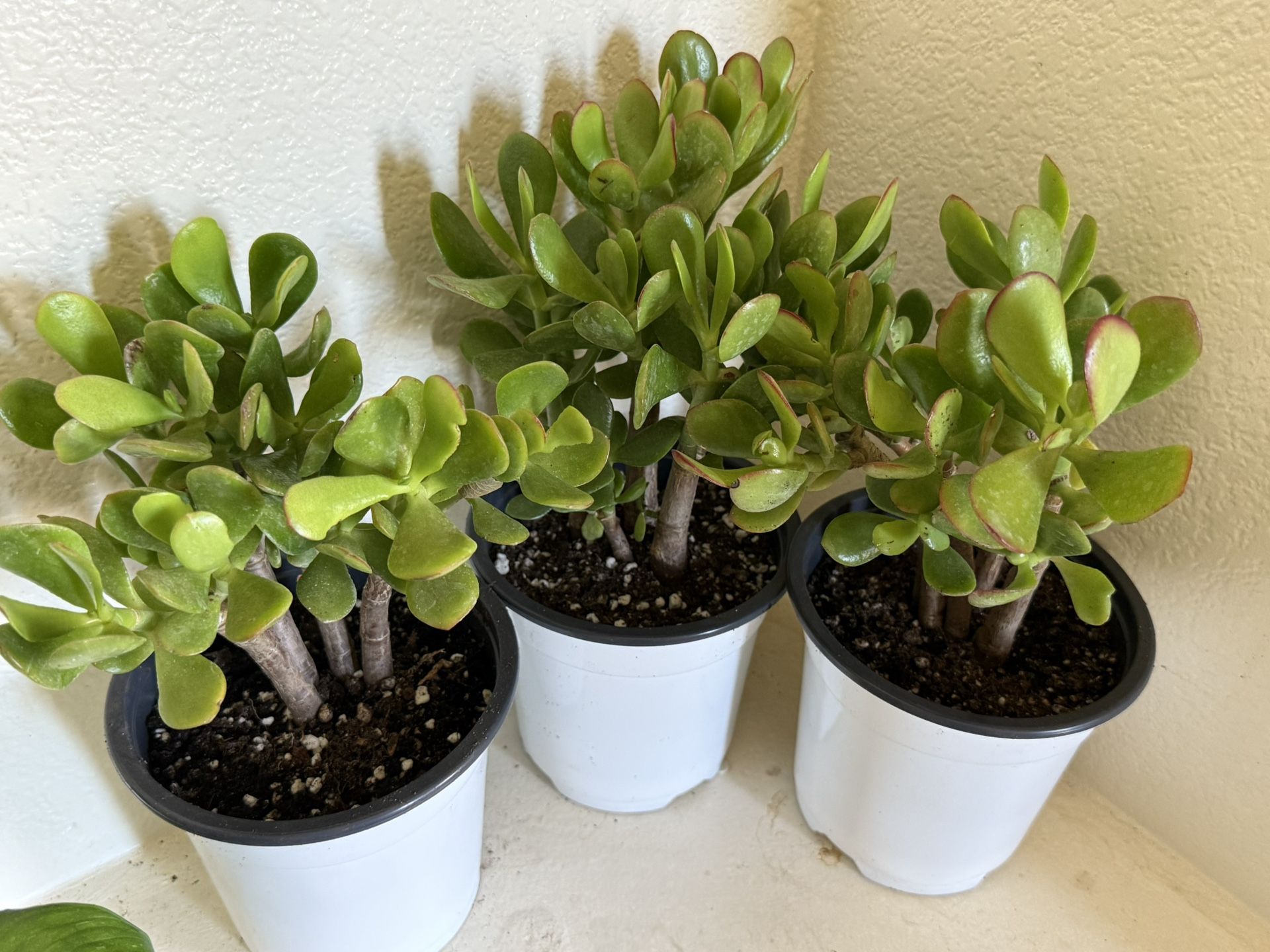 🌿Lucky Jade Or Gud Luck Plant ♥️