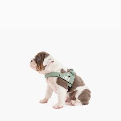 Dog Friendly Co Harness AKA BEST HARNESS EVER!