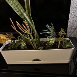 Plant 🪴 and more variety