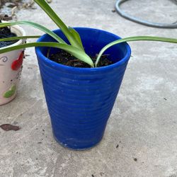 Tree Small Pots 