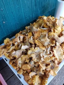 Fresh yellow Chanterelles!!