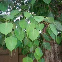 Peepar Tree , Sacred Plant , Bodi Plant 