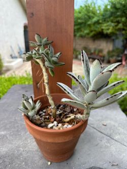 Kalanchoe Tomentosa Succulent