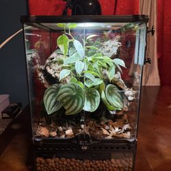 Like New Exo Terra Fully Bioactive Front Opening Reptile Terrarium/Tank! (12in Length x 12in Width x 18in Height)