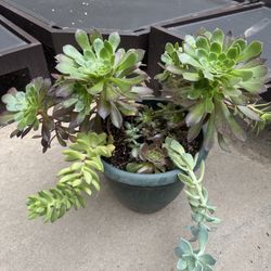 Succulents 