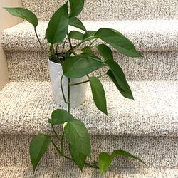 Golden Pothos  House Plant In Textured Ceramic Pot 5.5"H.