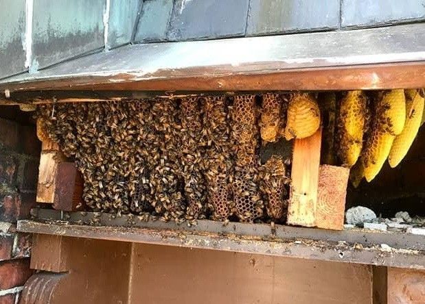 🐝BEE REMOVAL/ RELOCATION 🐝